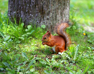Naklejka na ściany i meble Photo of a red squirrel eating a nut