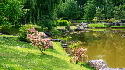 amazing red rhododendron bush blossoms  and pond  in   japanese garden in Tallinn - obrazy, fototapety, plakaty