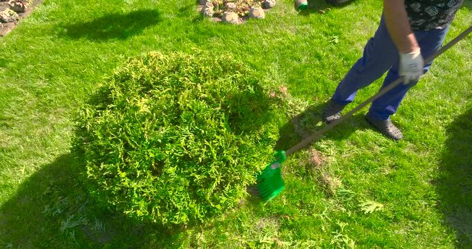 Work in the garden. The man is raking the grass with a rake. Taking care of the garden..