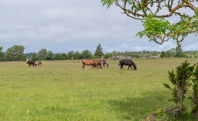 Plakat horses in the meadow