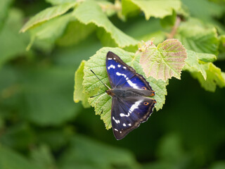 Purple emperor butterfly resting on a leaf