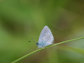 Small Blue Butterfly