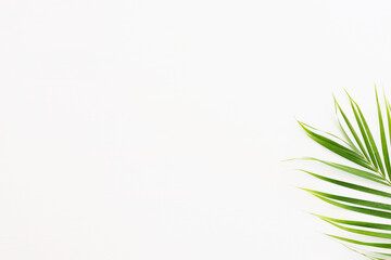 Image of tropical green palm over white wooden background