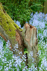 Moss covered wooden tree stump with blossoming bush of vibrant bluebell flowers in background. Serene, peaceful private home backyard with blue scilla siberica plants growing in empty tranquil garden - obrazy, fototapety, plakaty