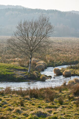 Oaktree without leaves beside a narrow stream in the autumn season. Autumn time contrast changeable weather concept. Alone tree in a field. The tree is bare but the grass is green.
