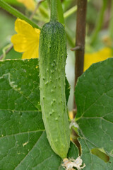 closeup the green ripe cucumber hanging on with leaves and vine in the farm soft focus natural green yellow background.