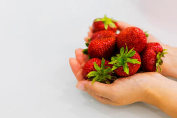 Obraz premium female hands holding a large handful of ripe very large strawberries on a gray background