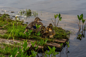 Duck mom with six ducklings