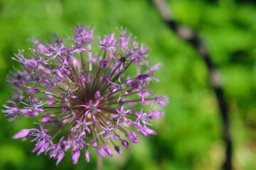 purple ball flower decorative onion close-up on a green background in the meadow