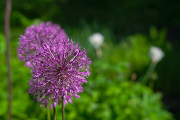 Violet ball flowers decorative onion closeup on the background of green grass in the garden