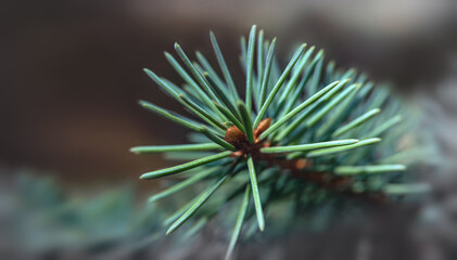 Naklejka na ściany i meble needles, coniferous branch, focus on the crown and blurred natural background around