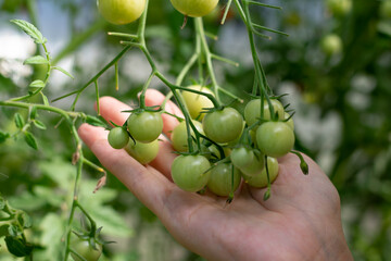 Small cherry tomatoes harvest on gardener's hand. Vegetable bush on garden bed. Eco organic vegetables cultivation and increasing harvest.