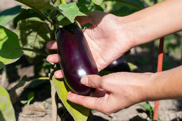 Purple ripe eggplant growing on plant bush on vegetabe bed. Vegetable in gardener's hands.Bright sunny summer day - obrazy, fototapety, plakaty