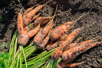 A lot of deformed raw carrots with crooked and twisted roots freshly digged and picked from...