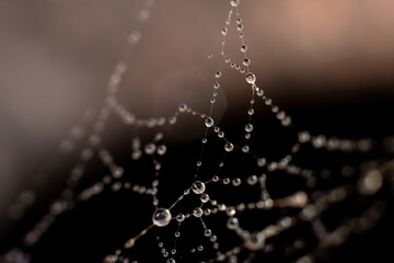 Natural background made of wet spiderweb with glowing dew droplets on thin threads.