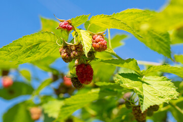 Group of green ripening raspberry berries on bush with young leaves against of blue sky on sunny summer day. Increasing harvest in countryside garden