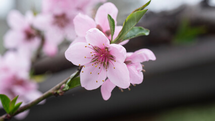 Fototapeta premium cherry blossom