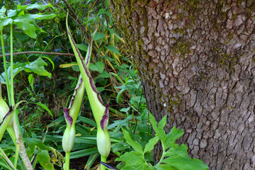 Dragon Lily Pair 01