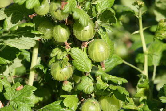 grüne Stachelbeeren am Strauch - Ribes uva-crispa - Ribes grossularia