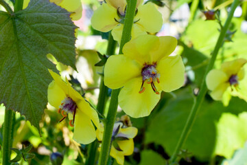 Mullein Yellow
