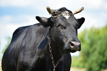 Pregnant black cow on pasture,Ukrainian landscape.Milky black and white cow