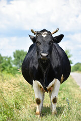 Pregnant black cow on pasture,Ukrainian landscape.Milky black and white cow