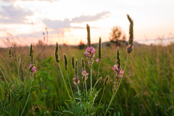 Beautiful wildflowers on a green meadow. Pink wildflowers in the last rays of the sun. Warm summer evening. Nature landscape with sunbeams.
