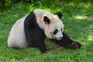 Fototapeta premium Young giant panda eating bamboo in the grass, portrait 