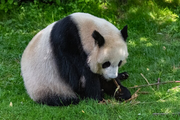 Young giant panda eating bamboo in the grass, portrait
