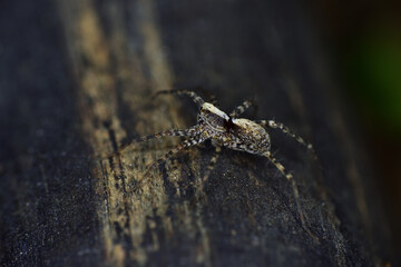 spider on stone