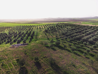 Aerial landscape view of an olive field