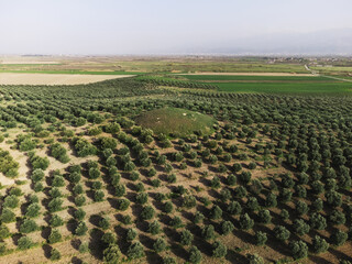 Aerial view of Bintepeler lidya tumulus among the olive field