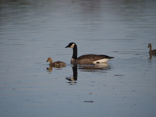 mother Canada goose and gosling swimming