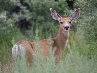 female mule deer in the grass