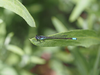 blue damselfly on a leaf