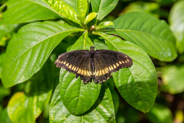 butterfly on leaf