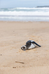 dead penguin on the beach