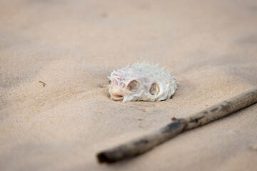 body of puffer fish on the beach