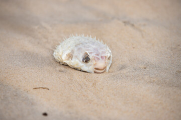 body of puffer fish on the beach