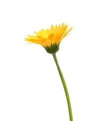 Stack yellow Gerber flowers, daisies isolated on white 