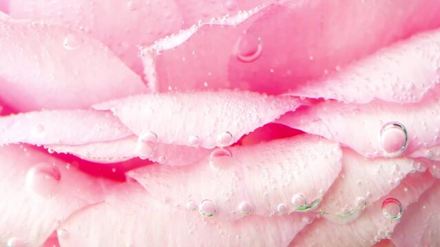 Close-up of bubbles on rose petals. Stock footage. Delicate pink rose petals under the water. Once in clean clear water with oxygen bubbles