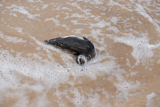 dead penguin on the beach