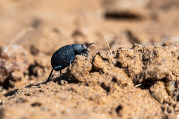 black beetle on the ground in namibia africa