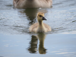 gosling swimming with reflection