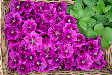 mallow flowers in a basket. Edible flowers with medicinal properties