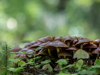 hypholoma fasciculare inedible mushrooms. Poisonous mushrooms growing on an old stump.