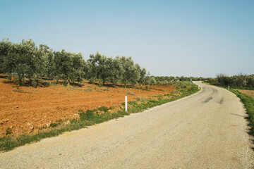 Fototapeta premium A view of road between green