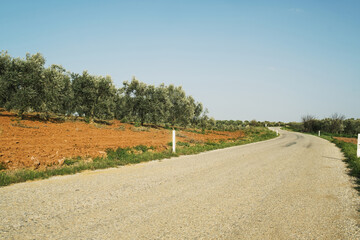 Fototapeta premium A view of road between green