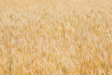 Spikelets of wheat on the field in summer afternoon