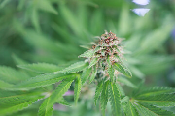 Cannabis plants marijuana cultivating in grow tent. thermo hygrometer measurement. Growing weed indoor